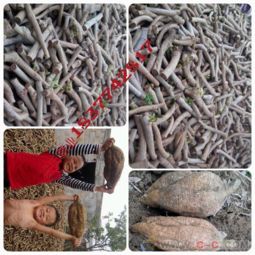 广西藤县和平梁氏农副产品销售部 优质葛根苗及农副产品稳定供应