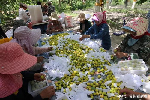 轮台县 有“杏”相约，杏福满满——农副产品销售新篇章